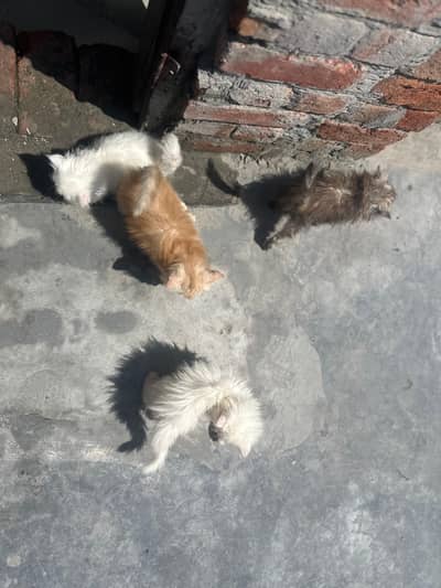 persian kittens semi punch face  03234102419