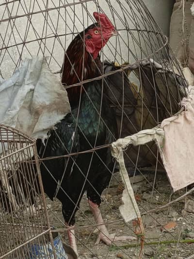 Fresh and Fertile Aseel eggs