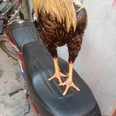 WA murga 15 months ka ha