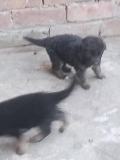 Quality long coat GSD puppies available for new homes age 30 days