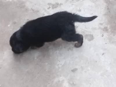 Quality long coat GSD puppies available for new homes age 30 days