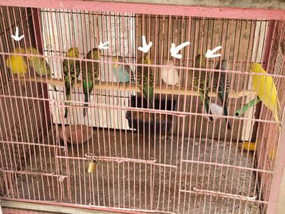 budgie mix for sale(only 5 marked)