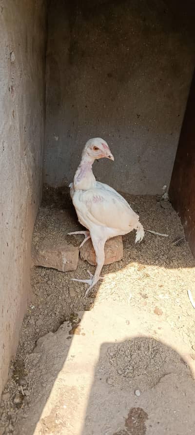 paper white heera aseel good health.