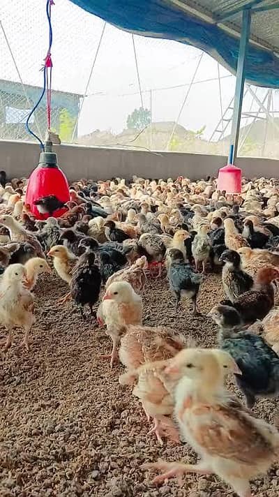 desi goldan misri chicks