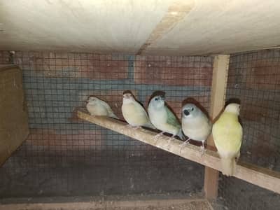 Gouldaion & fown java pathy & banglies