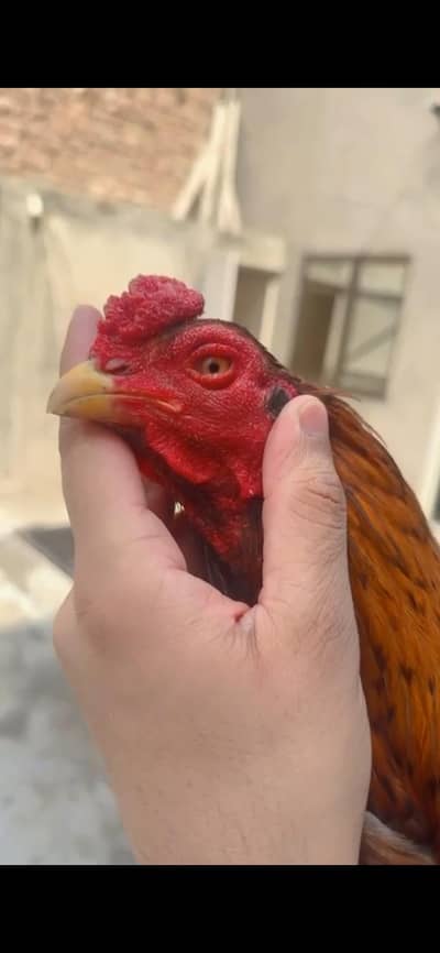 ASEEL HIGH QUALITY BIRD BREADING MURGAA FULL HIGH QUALITY