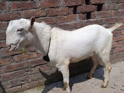 Barbari Tedi Male Goat for sale