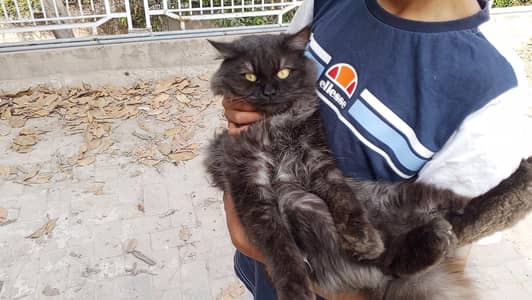 Multi Color Shades Persian Male Cat  for Sale