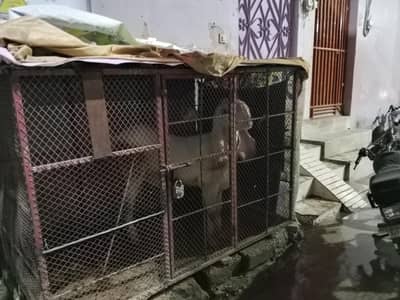 Bakra dumba all animals cage