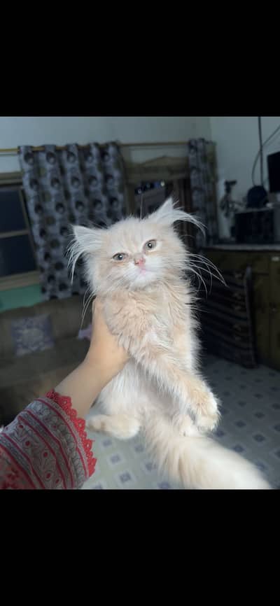 4 Male Kittens for sell