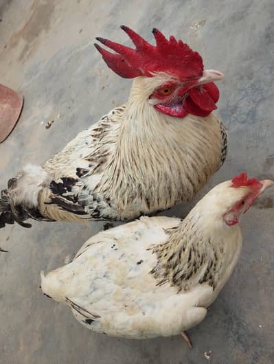 ایک مرگا ایک مرگی چوچی تحفہ