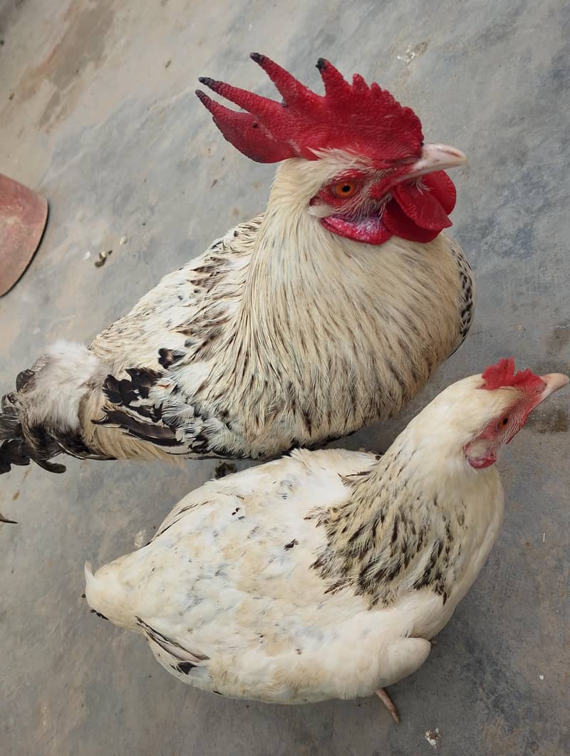 ایک مرگا ایک مرگی چوچی تحفہ 0