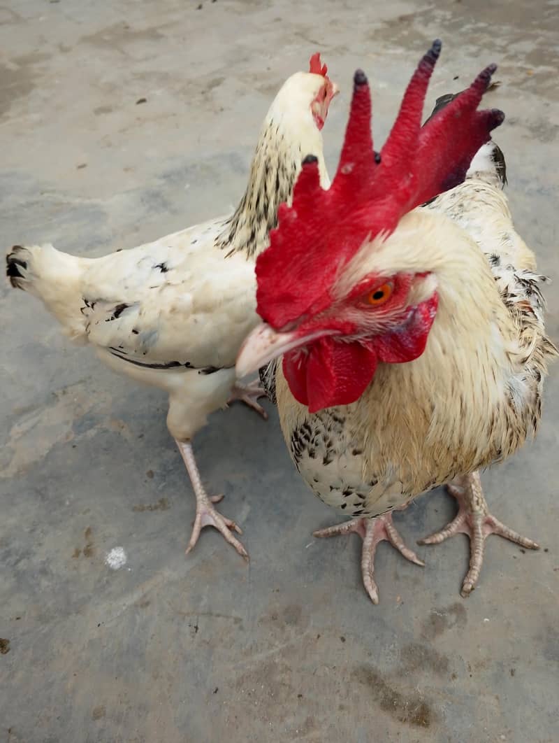 ایک مرگا ایک مرگی چوچی تحفہ 1