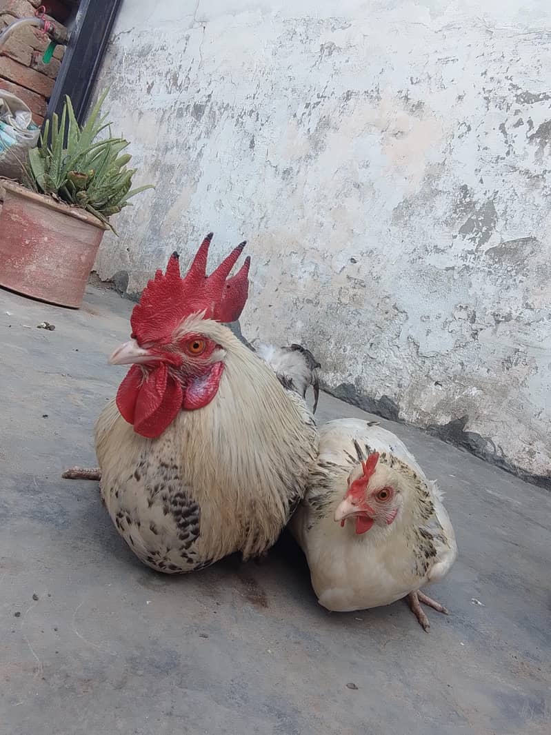 ایک مرگا ایک مرگی چوچی تحفہ 2