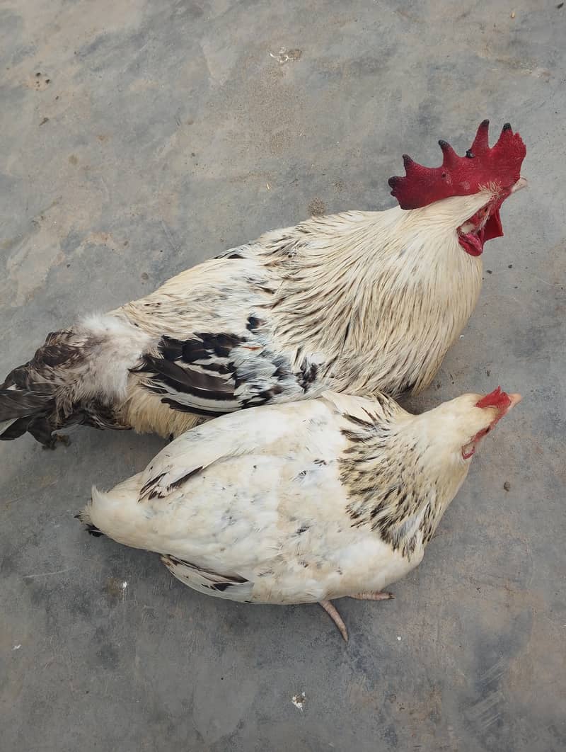 ایک مرگا ایک مرگی چوچی تحفہ 3