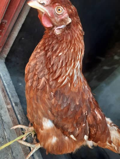 مرغی سیل کے لئے گوجرانوالہ