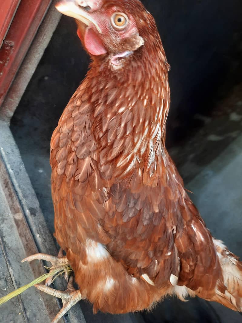 مرغی سیل کے لئے گوجرانوالہ 0