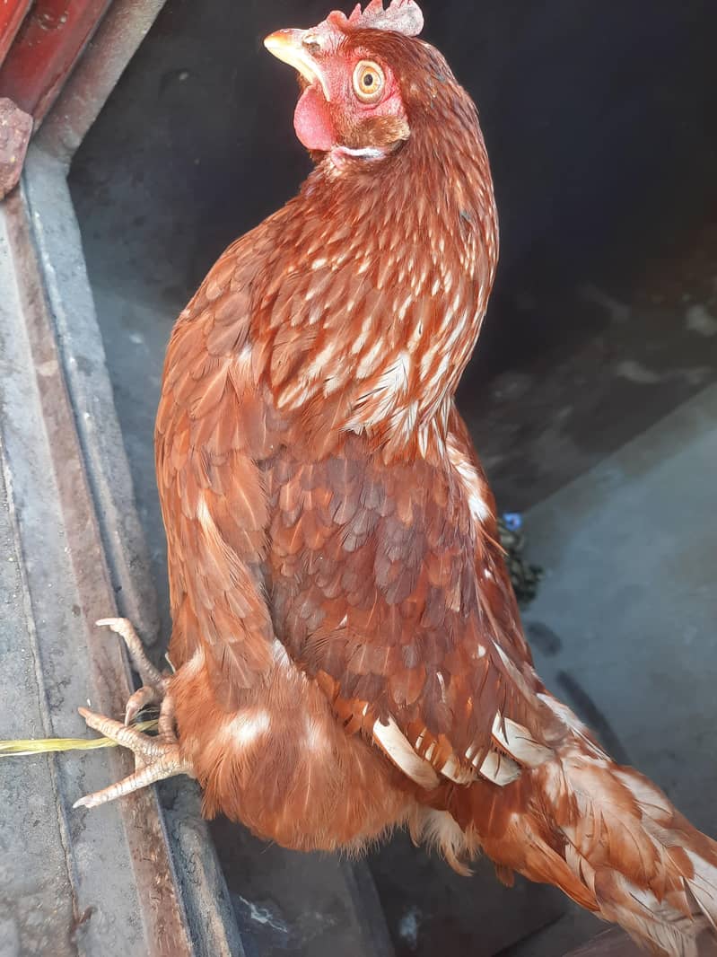 مرغی سیل کے لئے گوجرانوالہ 1