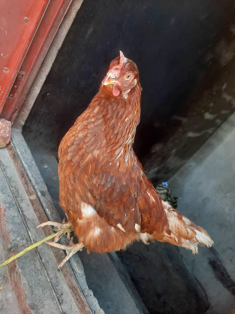 مرغی سیل کے لئے گوجرانوالہ 2