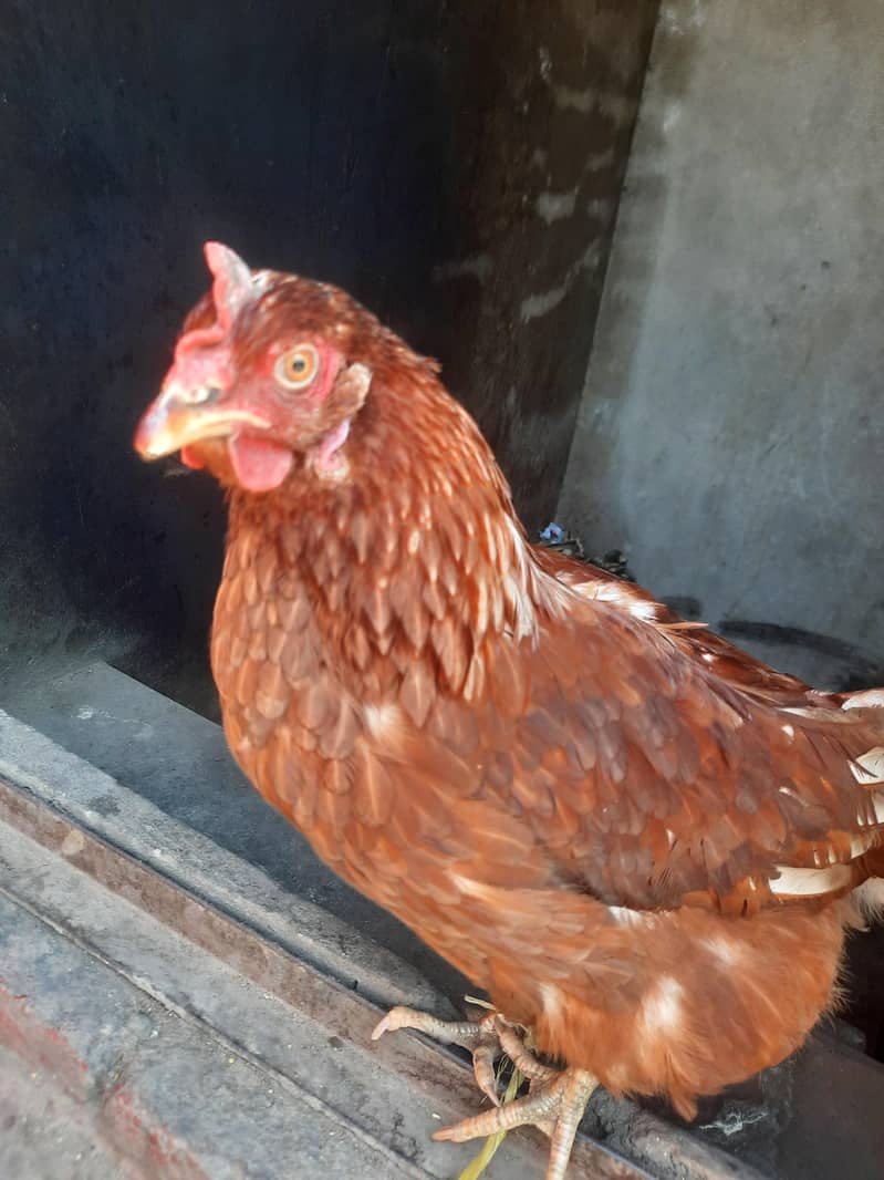 مرغی سیل کے لئے گوجرانوالہ 3