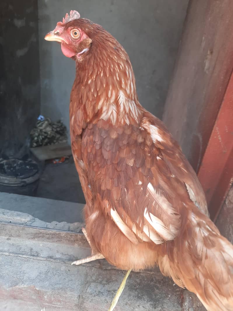 مرغی سیل کے لئے گوجرانوالہ 4