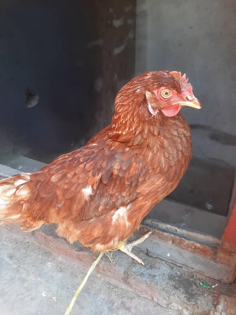 مرغی سیل کے لئے گوجرانوالہ 5