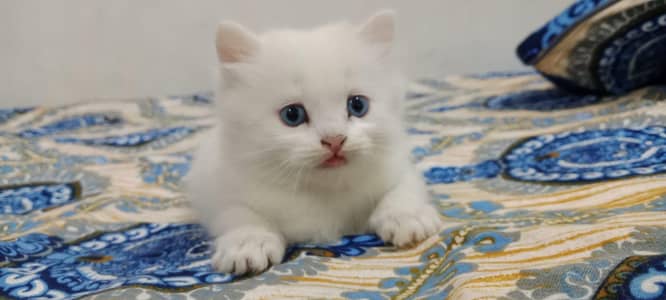 Elegant White Persian Kitten with Stunning Blue Eyes