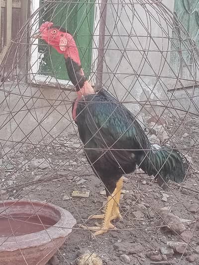 Pure Thai imported blood line(03245871703)