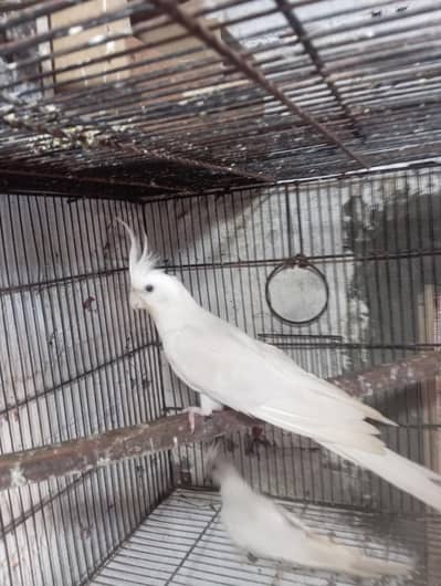 ino cocktail breeder pair