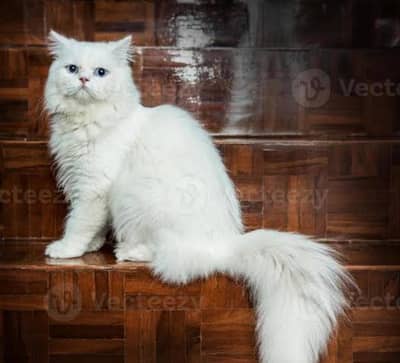 Persian Cat for Sale
