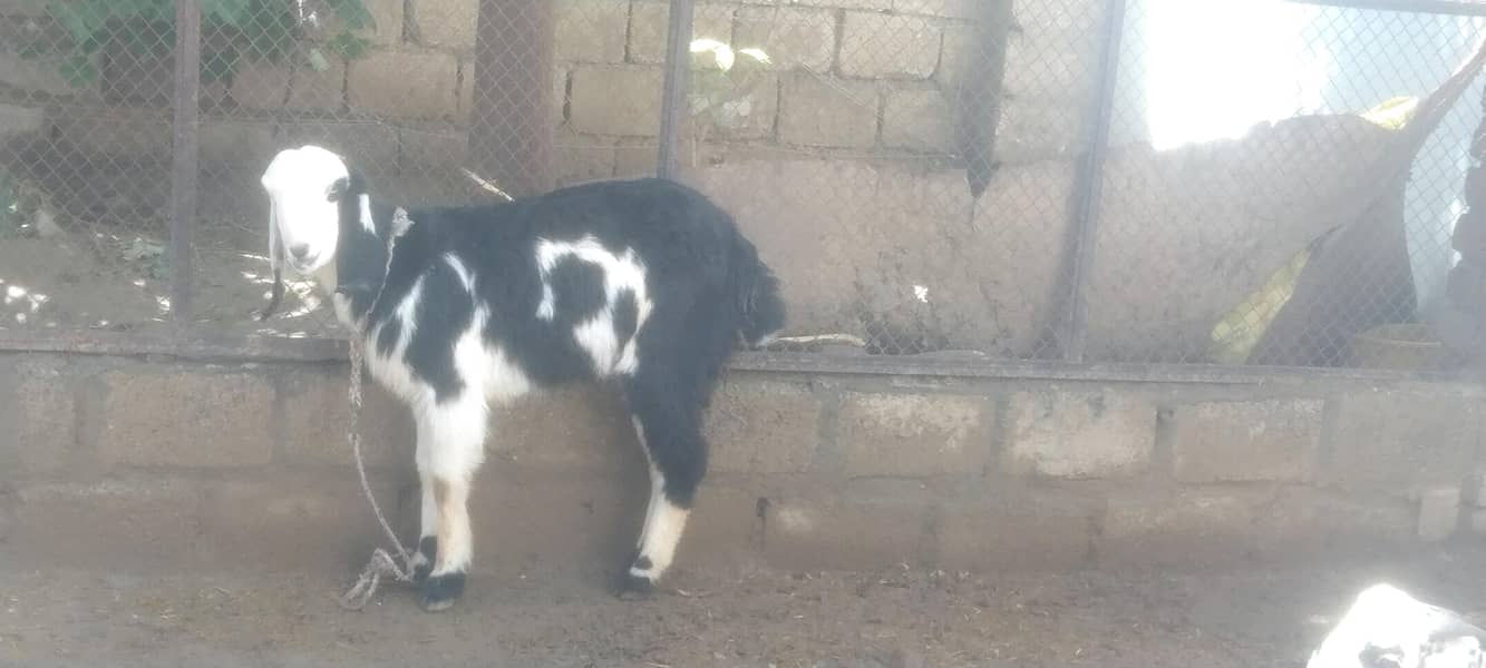 بکری فار سیل 0