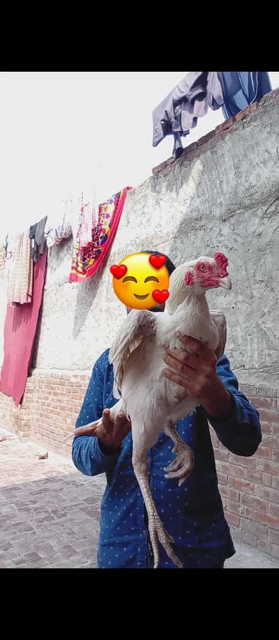 Heera Aseel ptha murgah white