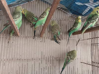 Undersize Budgies Males