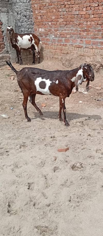 Desi Bakri Nagra Amberseri  For Sale 03426711487