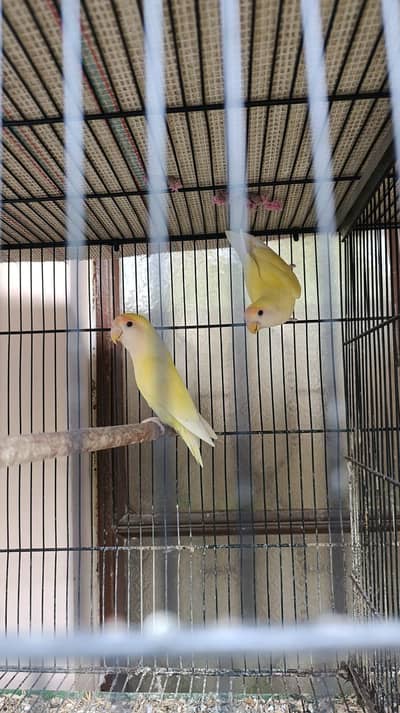 All breeder pairs of lovebirds
