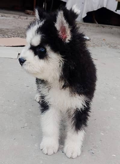 very good quality good blood lines