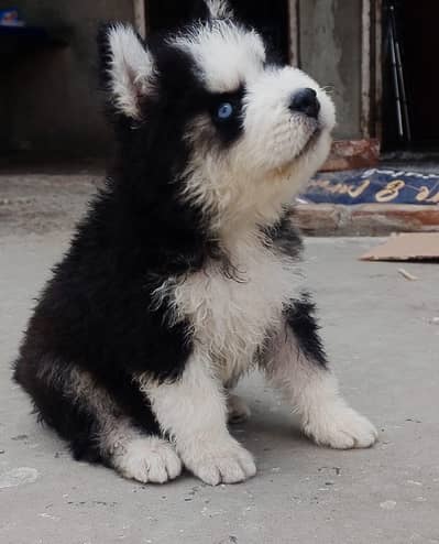 very good quality good blood lines full active and loving