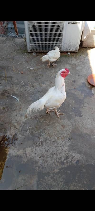 aseel jawa what's up number. 03328697237==03289611091