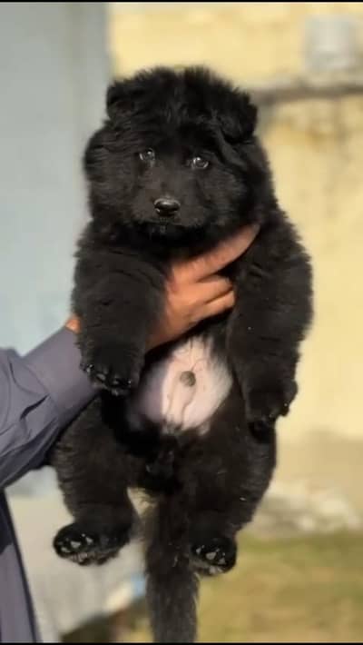 All Breeds Puppies Available Now