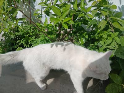 white male cat