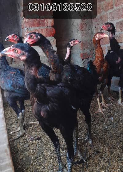 Choza  Burmi vaitman cross.