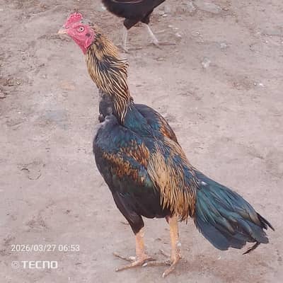 Aseel murgha for sale