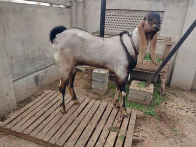 NAGRA BEETAL BAKRA