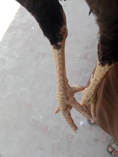 Assel patha for sale