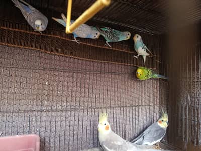 Australian and cocktail birds for sale