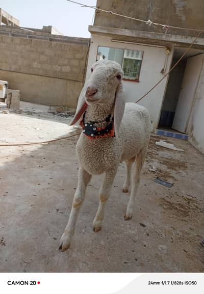 pure larkana dumba 2026 qurbani