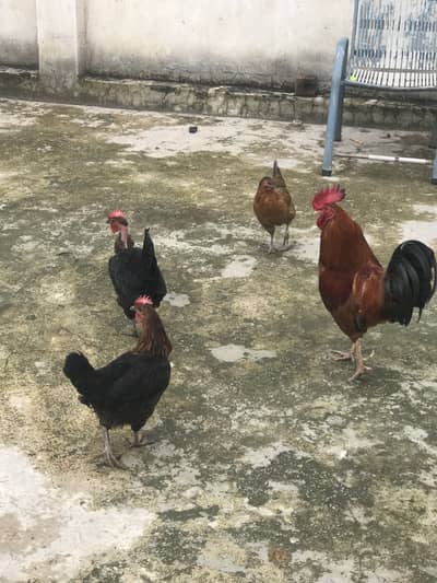 3 Egg laying hens + 1 rooster for sale