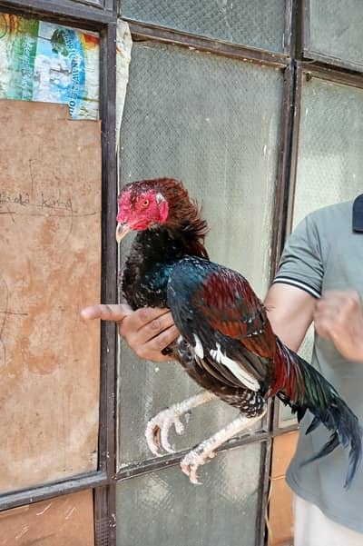 Pure Walayti Cross Rooster