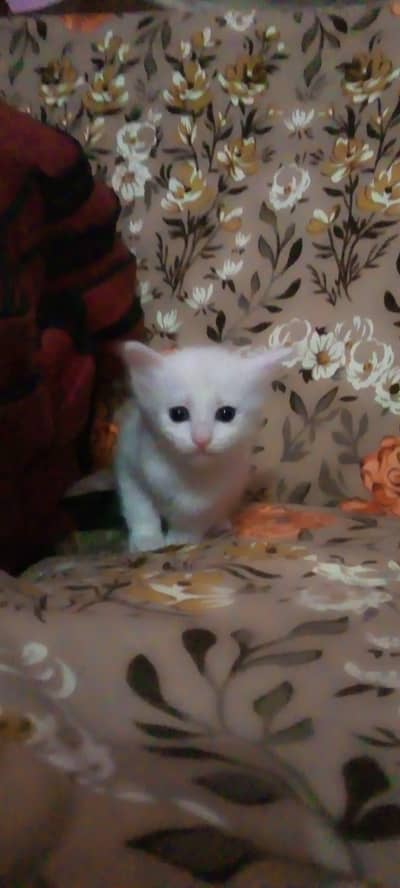 available two pair white cat