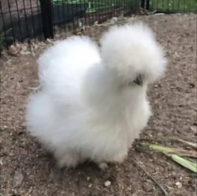 White Silkie Fertile eggs and chicks